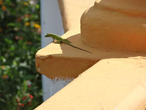 Image of Cuban green anole