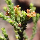 Image of Diosma passerinoides Steud.