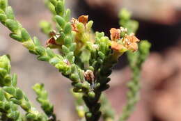 Image of Diosma passerinoides Steud.