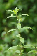 Image of eared starviolet