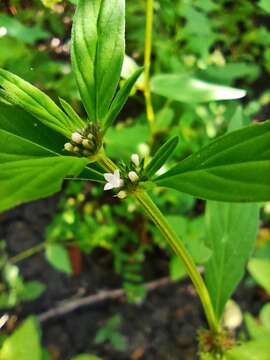 Image of river false buttonweed