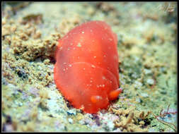 Image of Dendrodoris fumata (Rüppell & Leuckart 1830)