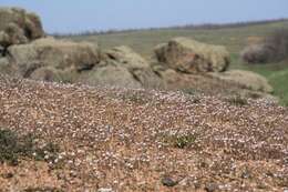 Image of Cerastium ramosissimum Boiss.