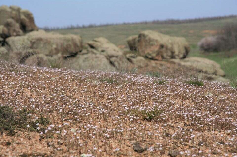 Image of Cerastium ramosissimum Boiss.