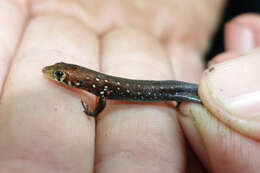 Image of Slender Emo Skink