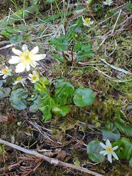 Caltha leptosepala subsp. howellii (Huth) P. G. Sm.的圖片