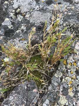 Stellaria longipes Goldie resmi