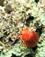 Image of Cherry leaf beetle