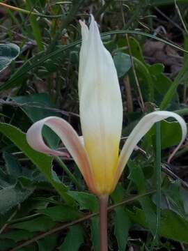 Image of Tulipa sylvestris subsp. primulina (Baker) Maire & Weiller