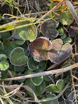 Image of serpentine ragwort