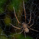 Image of Austrochilus melon Platnick 1987