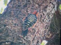 Image of Rufous-bellied Woodpecker