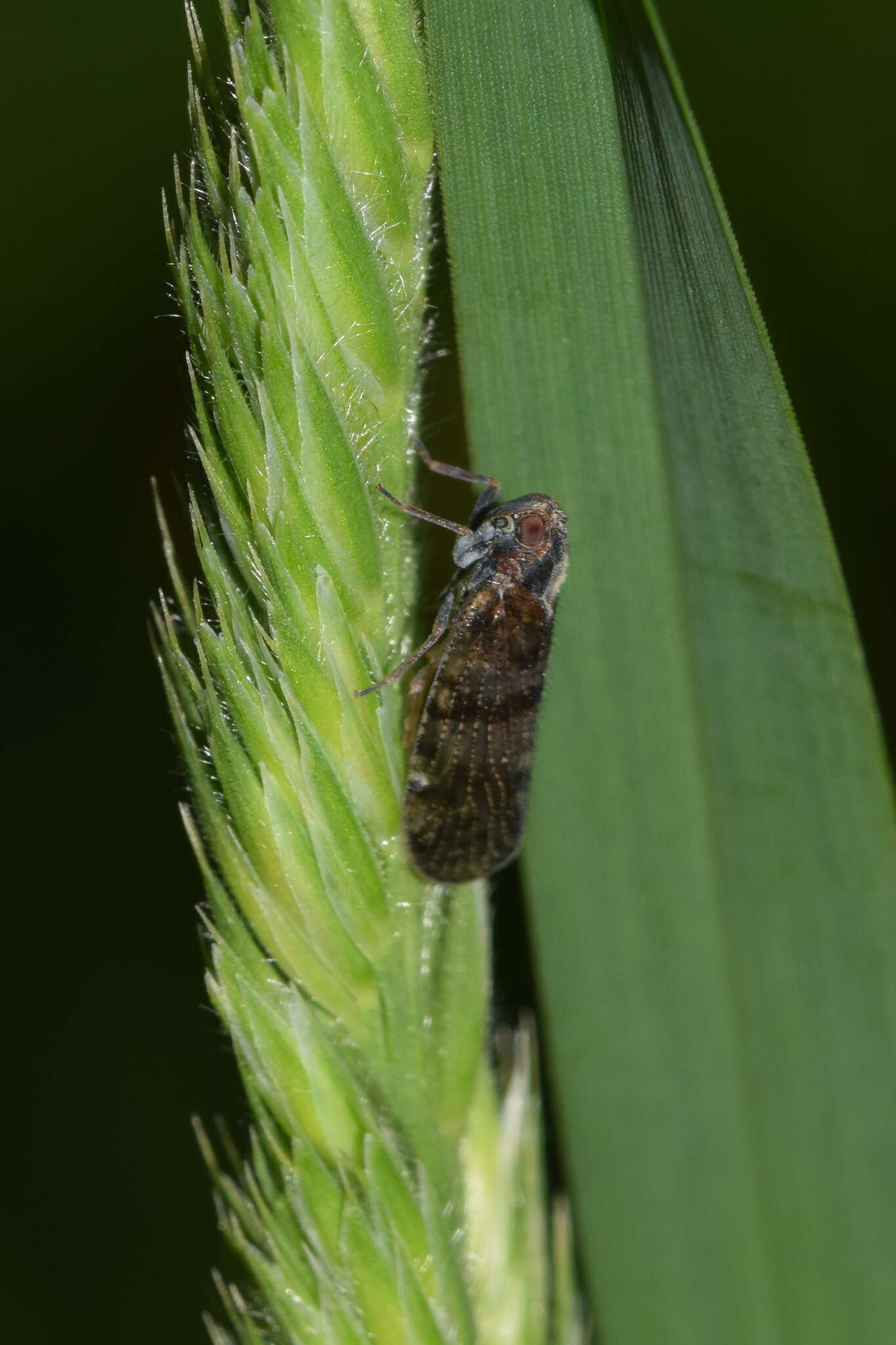 Sivun Cixius (Ceratocixius) cunicularius (Linné 1767) kuva