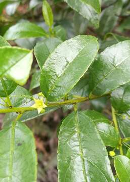 Слика од Rhamnus prinoides L'Her.