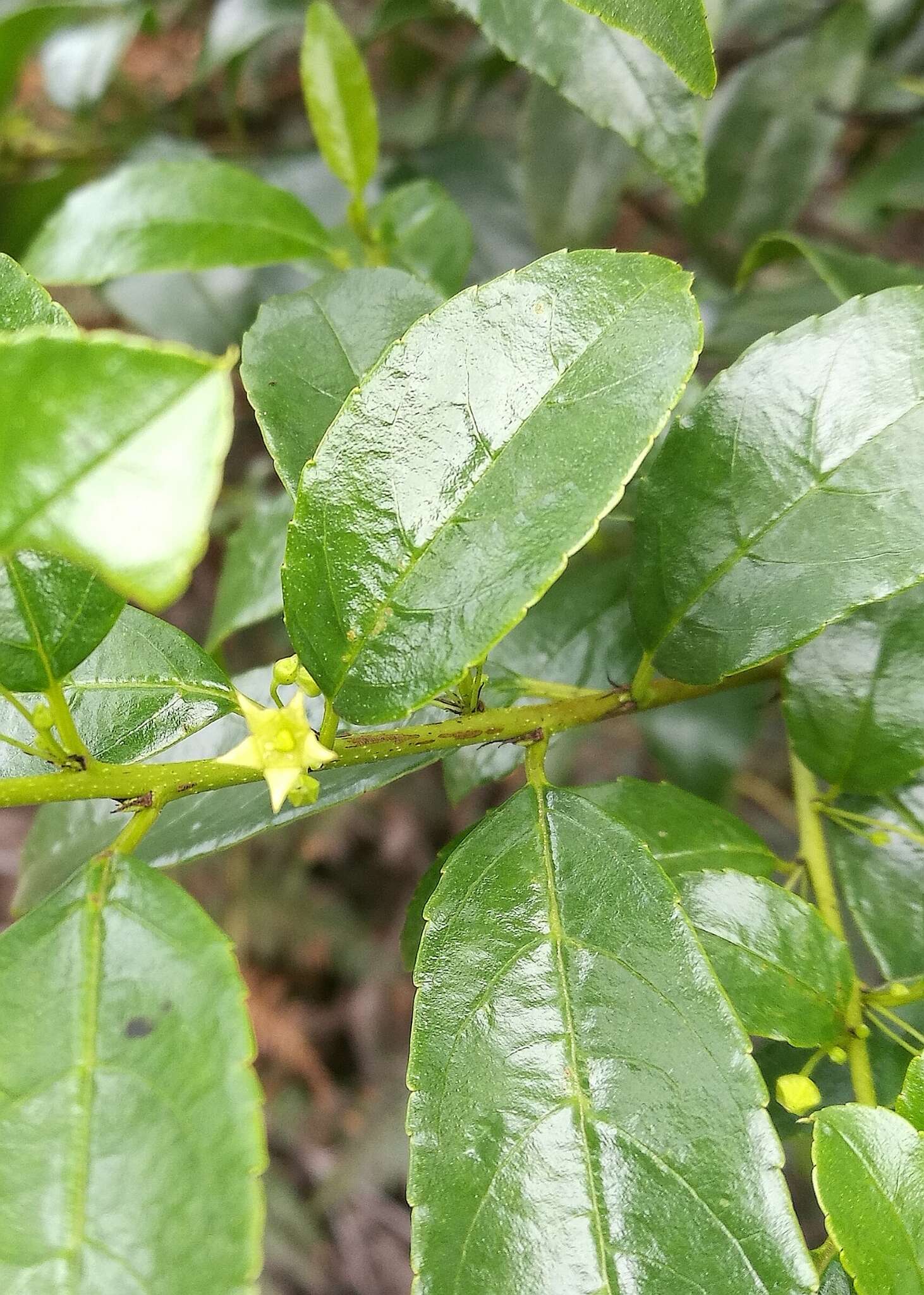 Image of schefflera