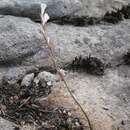 Imagem de Gladiolus inandensis Baker
