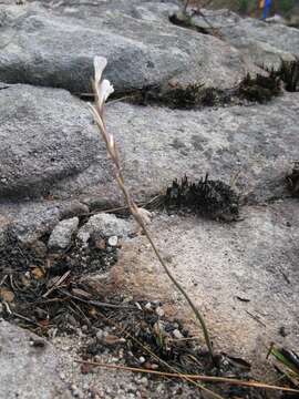 Image of Gladiolus inandensis Baker
