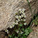 Image of Saxifraga rivularis subsp. rivularis