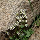 Imagem de Saxifraga rivularis subsp. rivularis