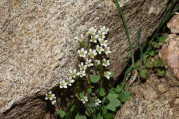 Imagem de Saxifraga rivularis subsp. rivularis