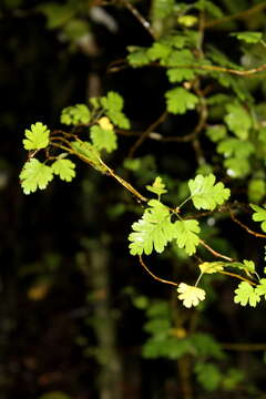 Image of Common Hawthorn