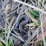 Image of Victoria Three-toed Earless Skink