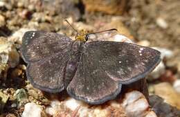 Image of Golden-headed Scallopwing