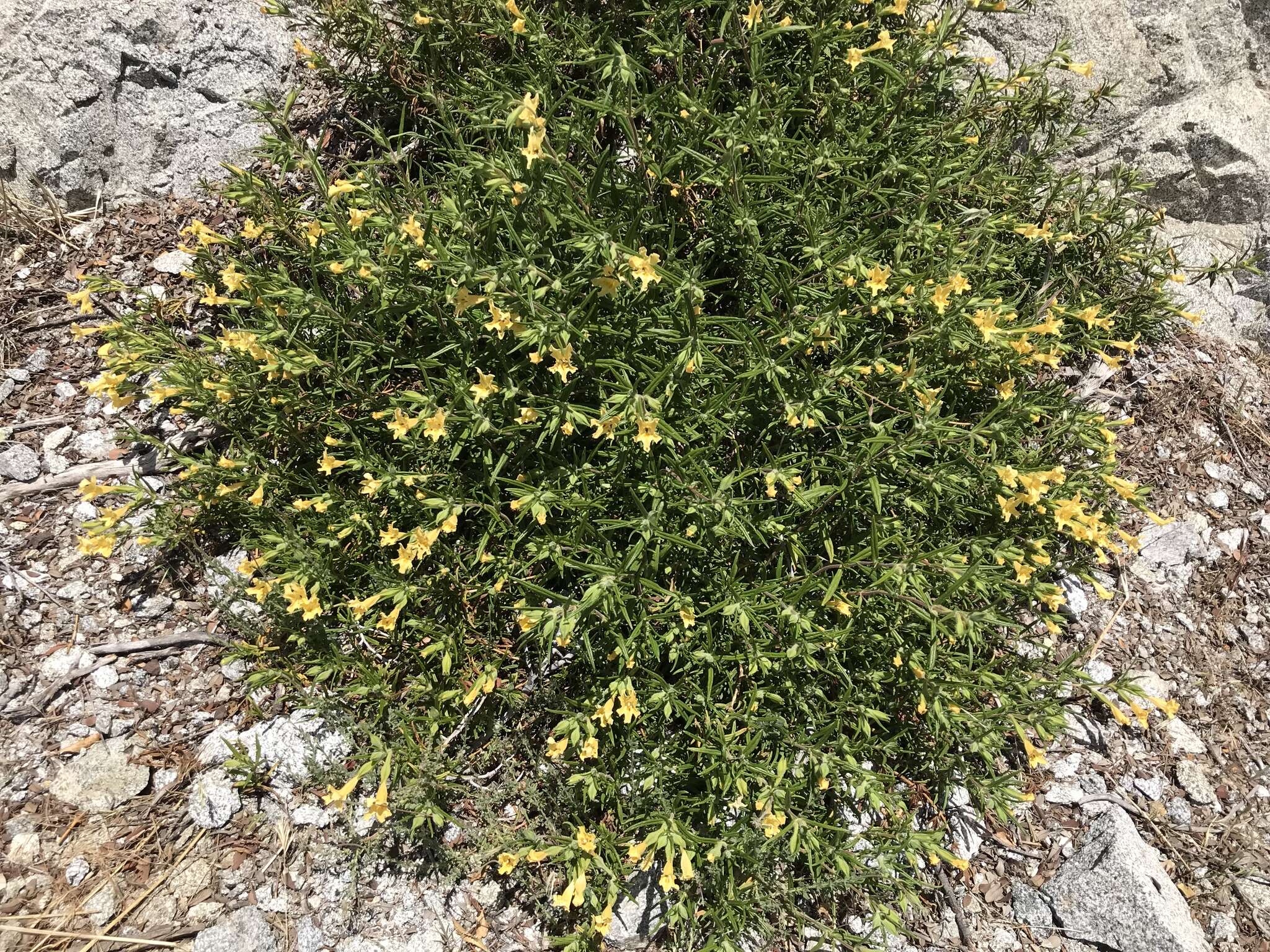 Image of southern bush monkeyflower