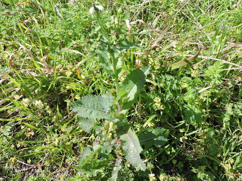 Слика од Sonchus asper (L.) Hill