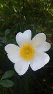 Imagem de Rosa bracteata J. C. Wendl.