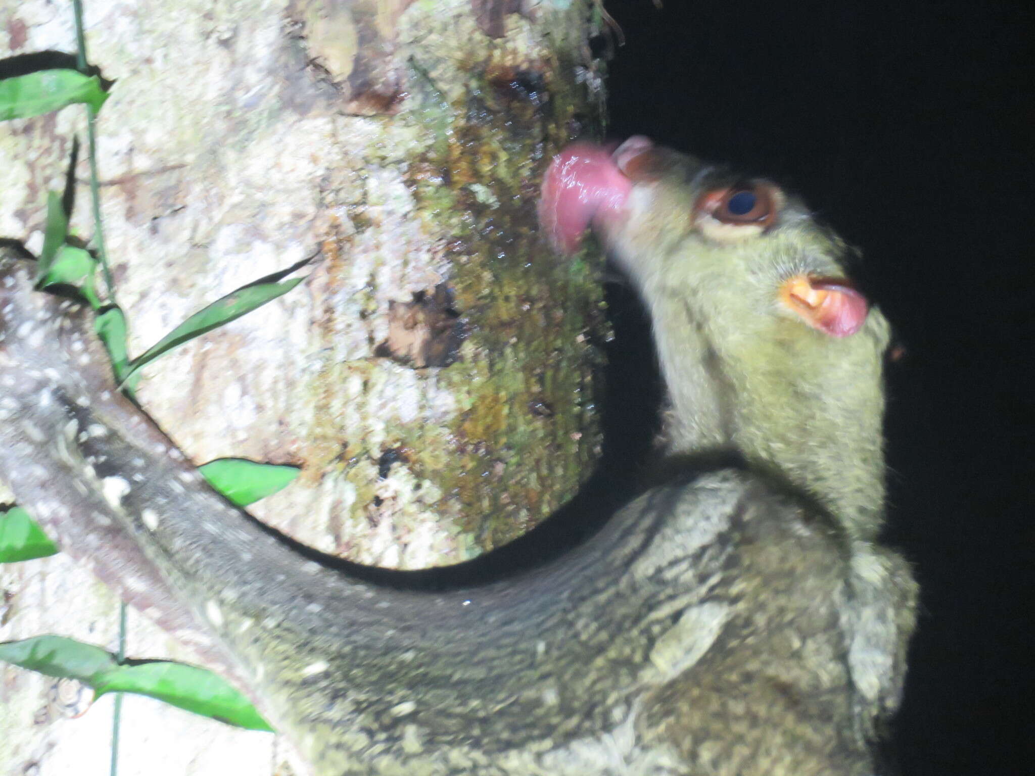 Image of Malayan Flying Lemurs