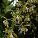 Image of Epidendrum goodspeedianum A. D. Hawkes
