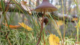 Image of Mycena megaspora Kauffman 1933