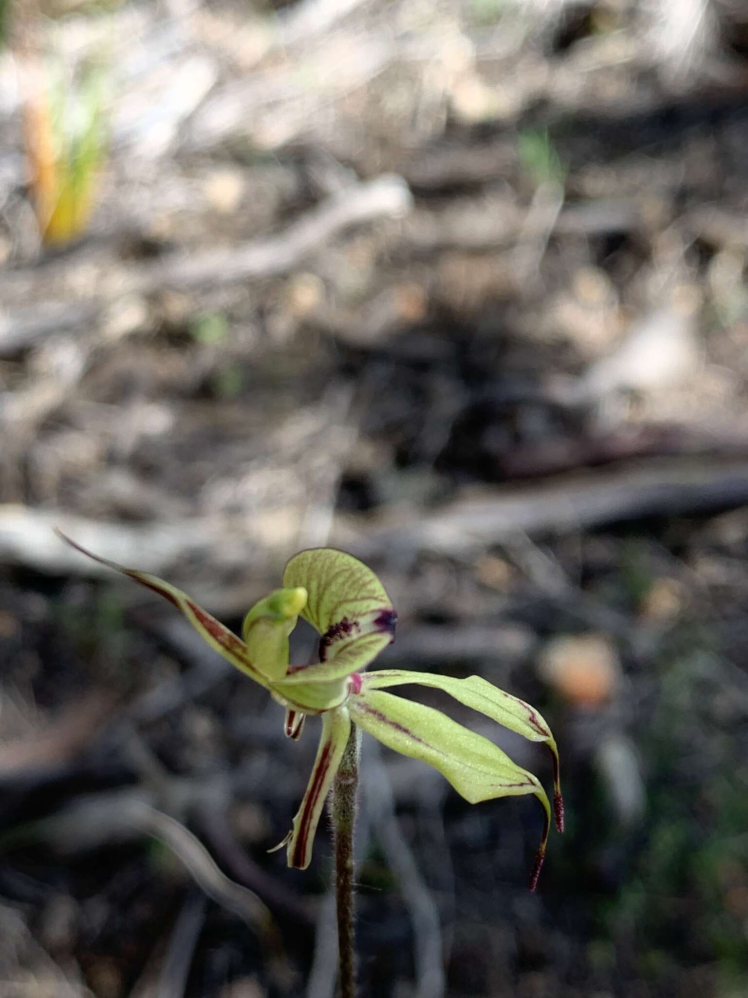 Image of Purple-veined spider orchid