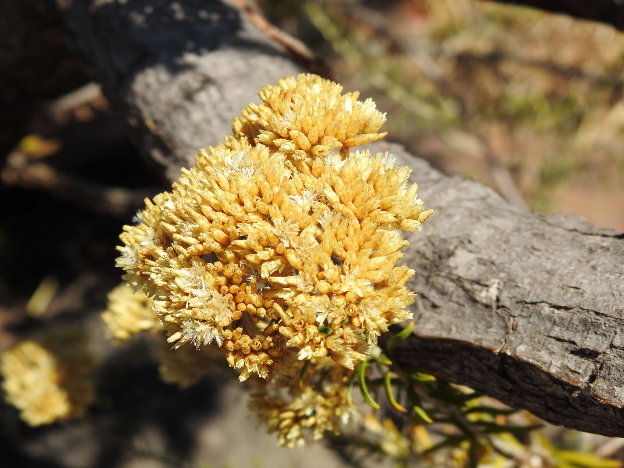 Image of Straw everlasting