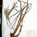 Carex jaluensis Kom. resmi