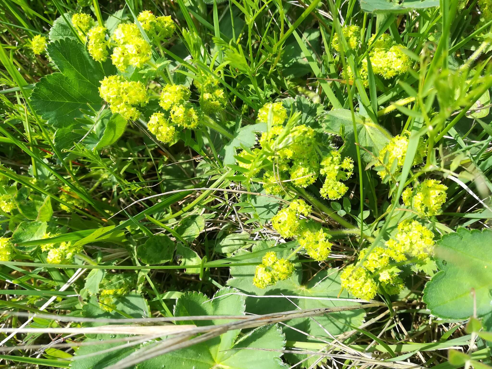 Image of Alchemilla plicata Buser