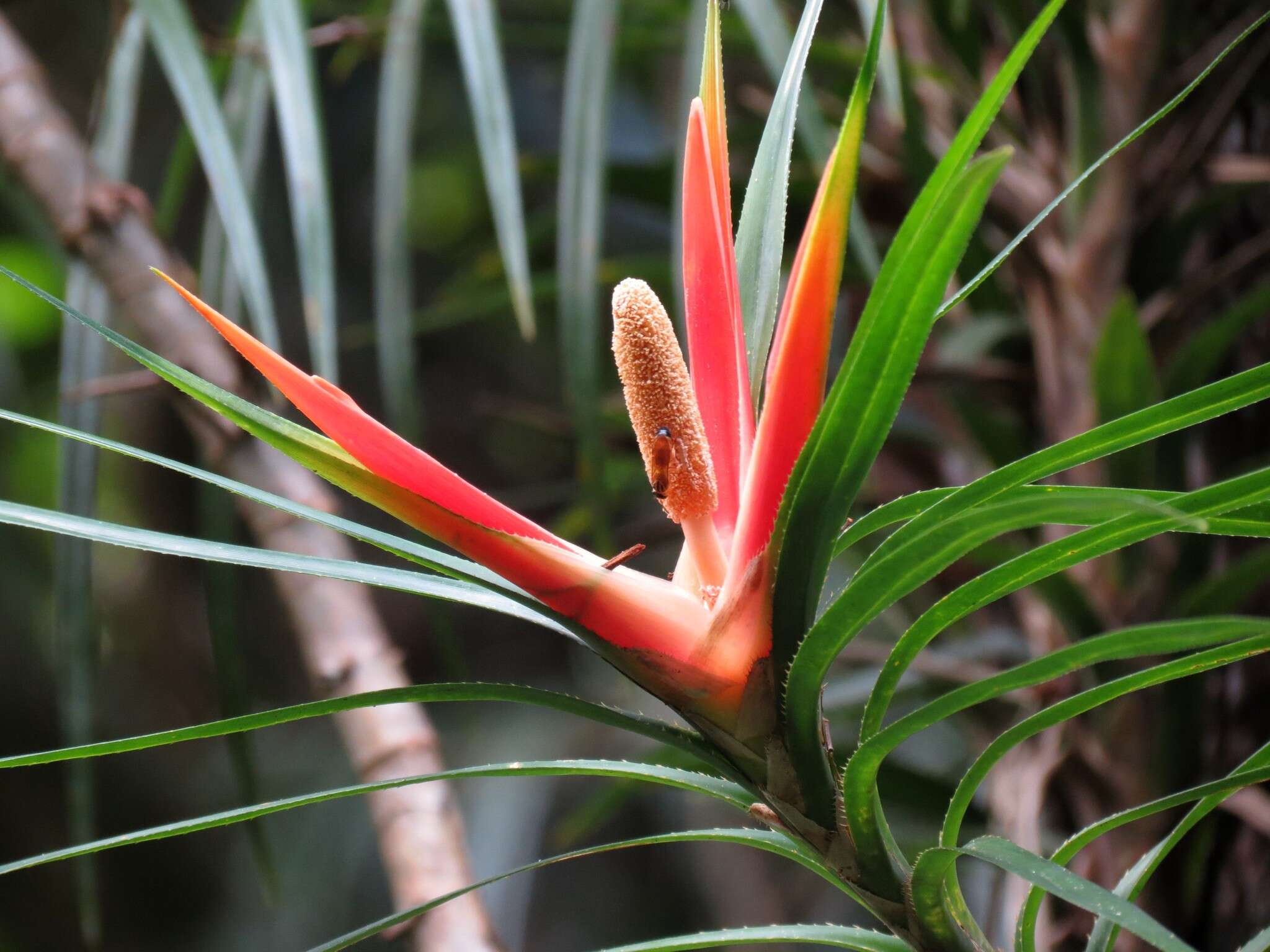 Image of Freycinetia excelsa F. Muell.