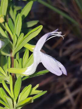 Image of Etonia rosemary