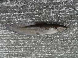 Image of Hong Kong catfish