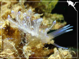 Imagem de Phyllodesmium opalescens Rudman 1991