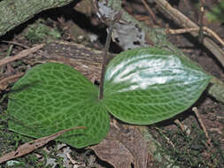 Imagem de Holothrix orthoceras (Harv.) Rchb. fil.