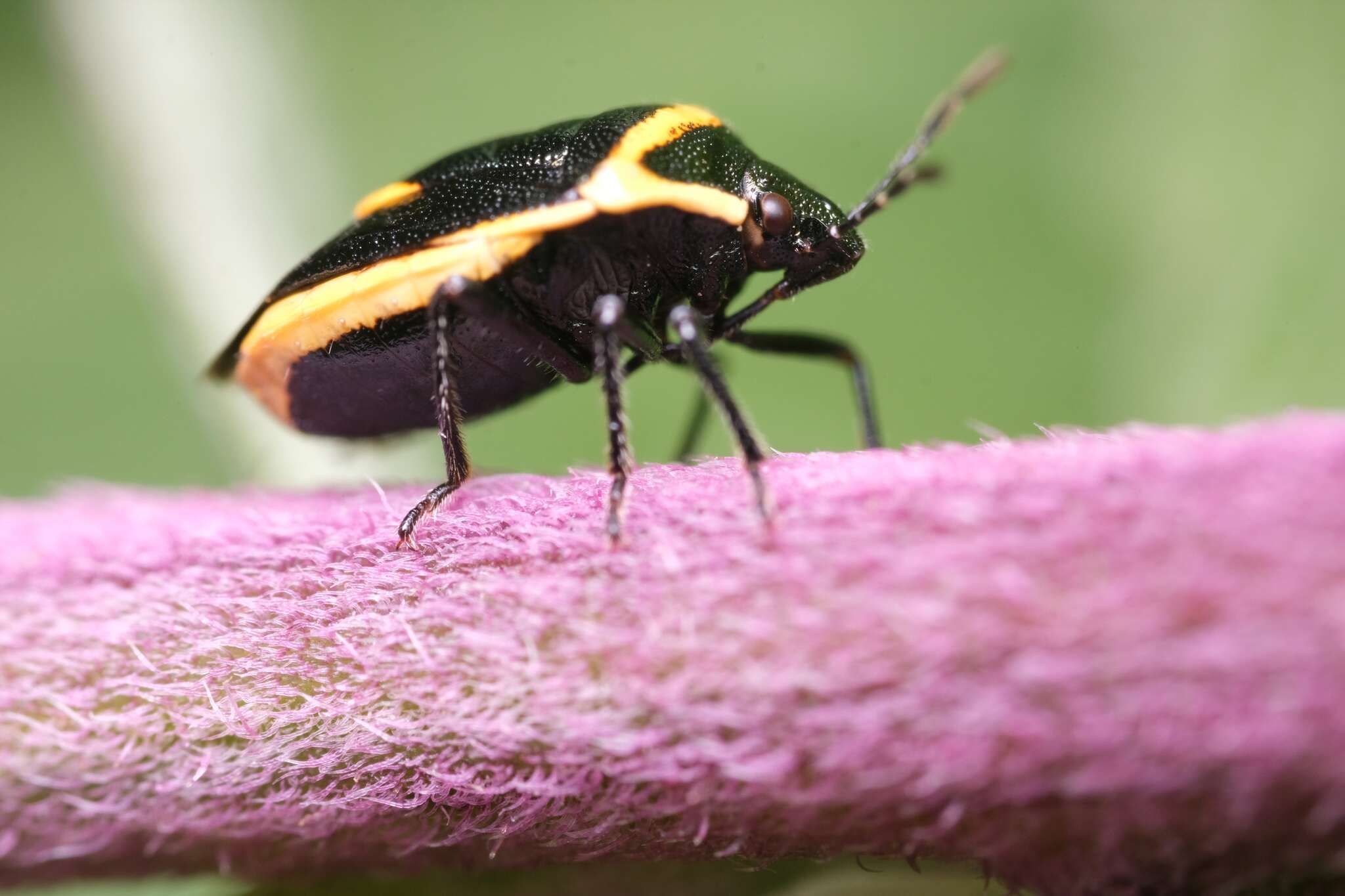 Image of Cosmopepla decorata (Hahn 1834)