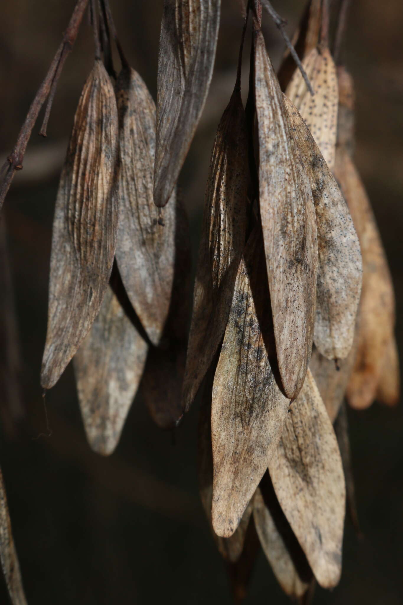 Image of Fraxinus angustifolia subsp. angustifolia