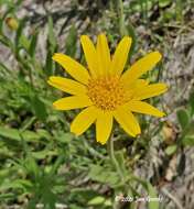 Image of foothill arnica