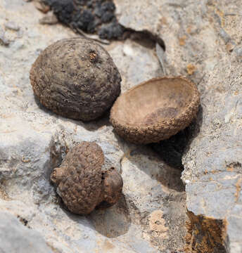 Imagem de Quercus infectoria subsp. veneris (A. Kern.) Meikle