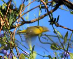 Image of Nashville Warbler