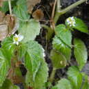 Image of Begonia wallichiana Lehm.