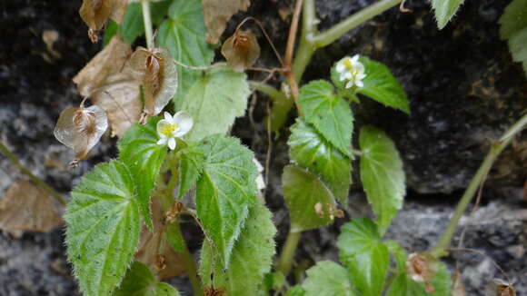 Image of Begonia wallichiana Lehm.