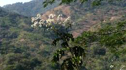 Image of Daisy tree